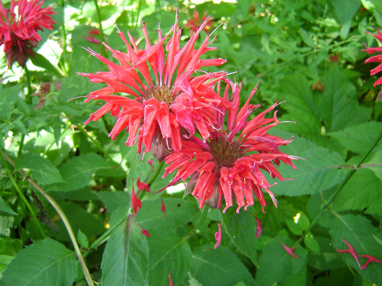 Bee Balm, wildflower