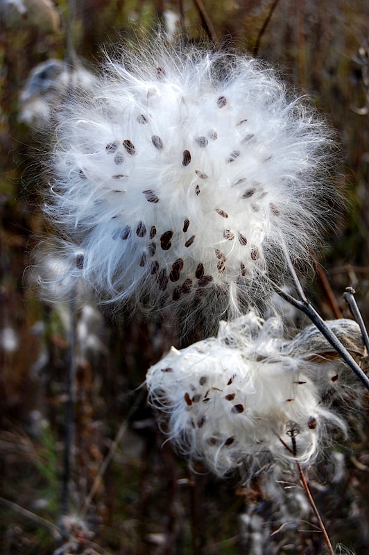 Click to enlarge milkweed plant