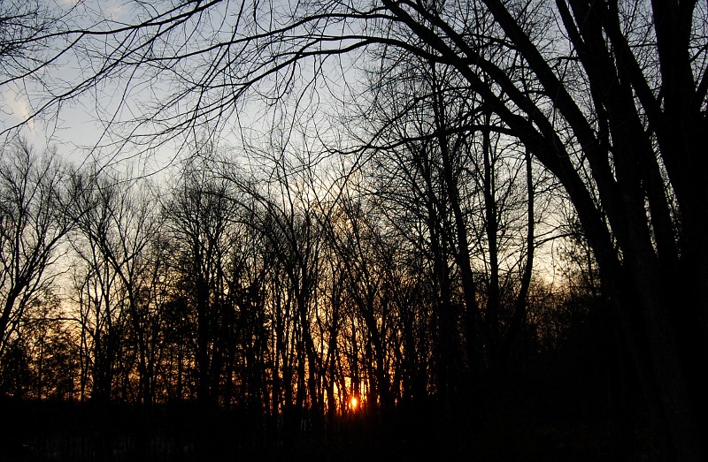 sun setting through bare trees