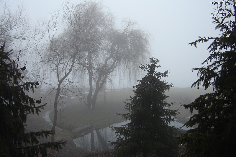 Willow and pine trees in fog