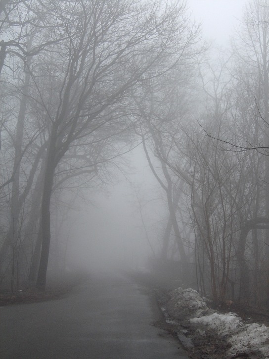 foggy tree lined path