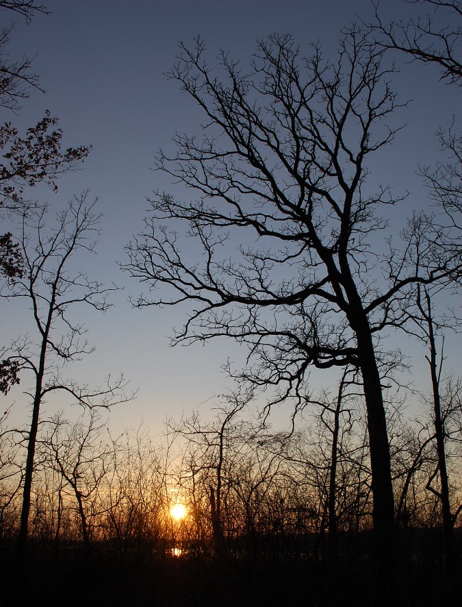 Click to enlarge sun setting behind a bare tree silouette