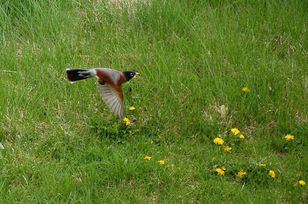 robin flying off the ground