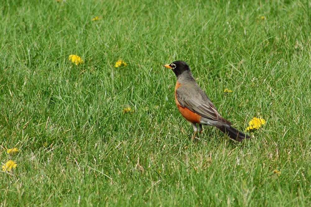 robin on the grass