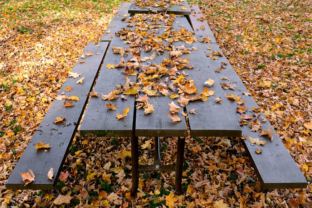 fallen leaves on top of a picnic table