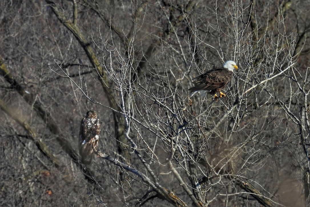 An adult and juvenile bald eagle perched in a dense group of bare trees.