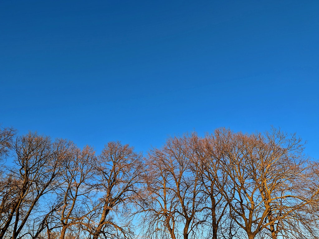 A deep blue sky above the tops of a row of bare trees.