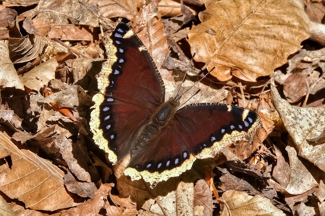 A mourning cloak butterfly on some of some dried leaves on the forest floor.