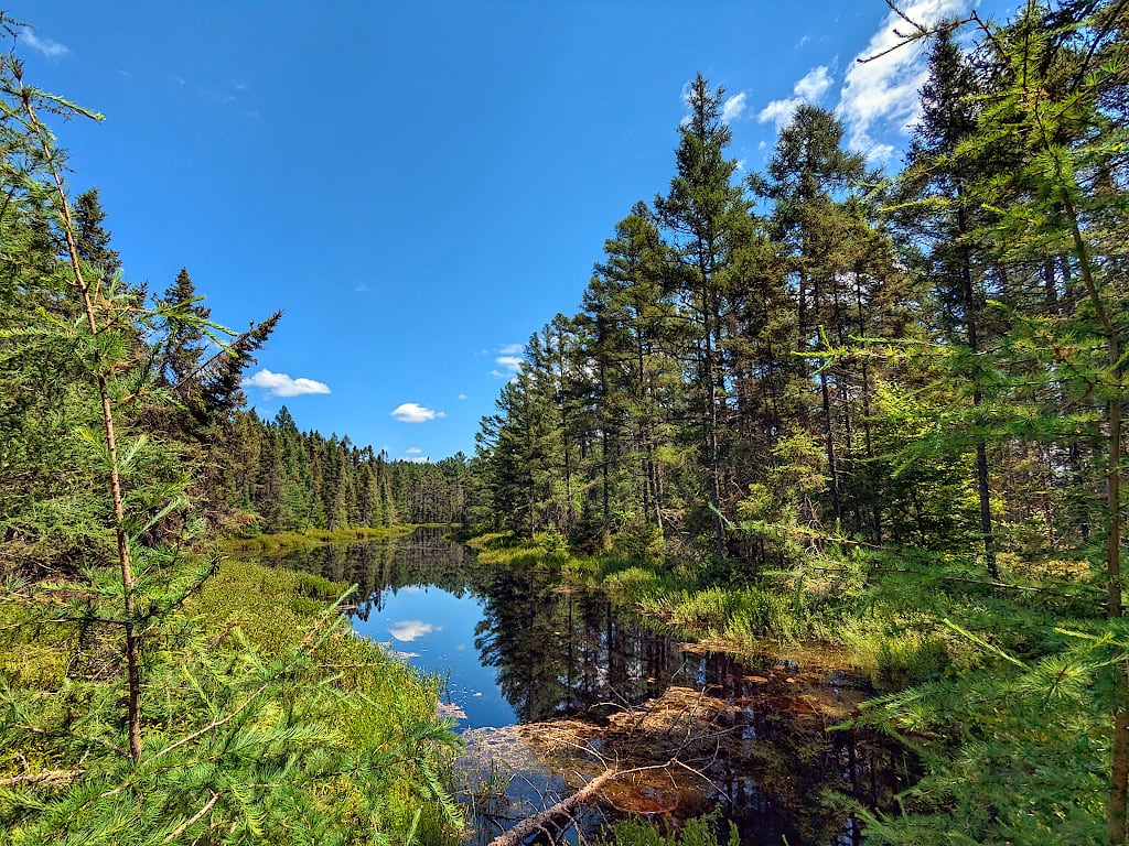 Pine trees on either side of a lagoon under a blue sky. The trees and the sky are reflected in the lagoon's still water.