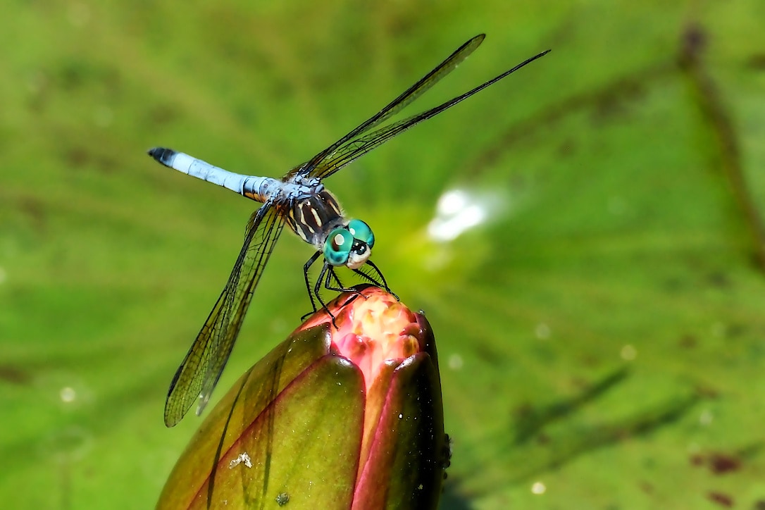 Dragonfly perched on a waterlily bud with its wings folded down.