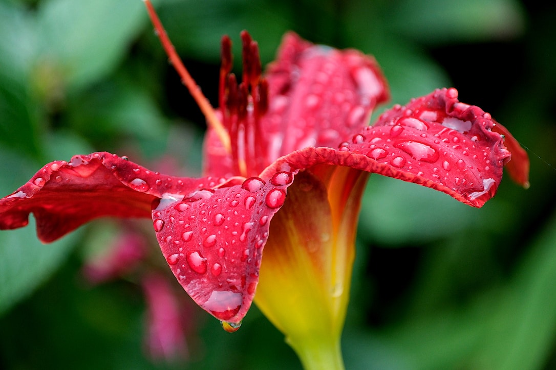 Side view of petals on a red daylily. Several large drops of rain are on the petals.