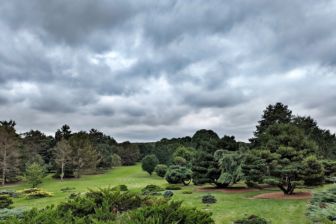Textured nimbostratus clouds above an area with trees, shrubs, and green grass.