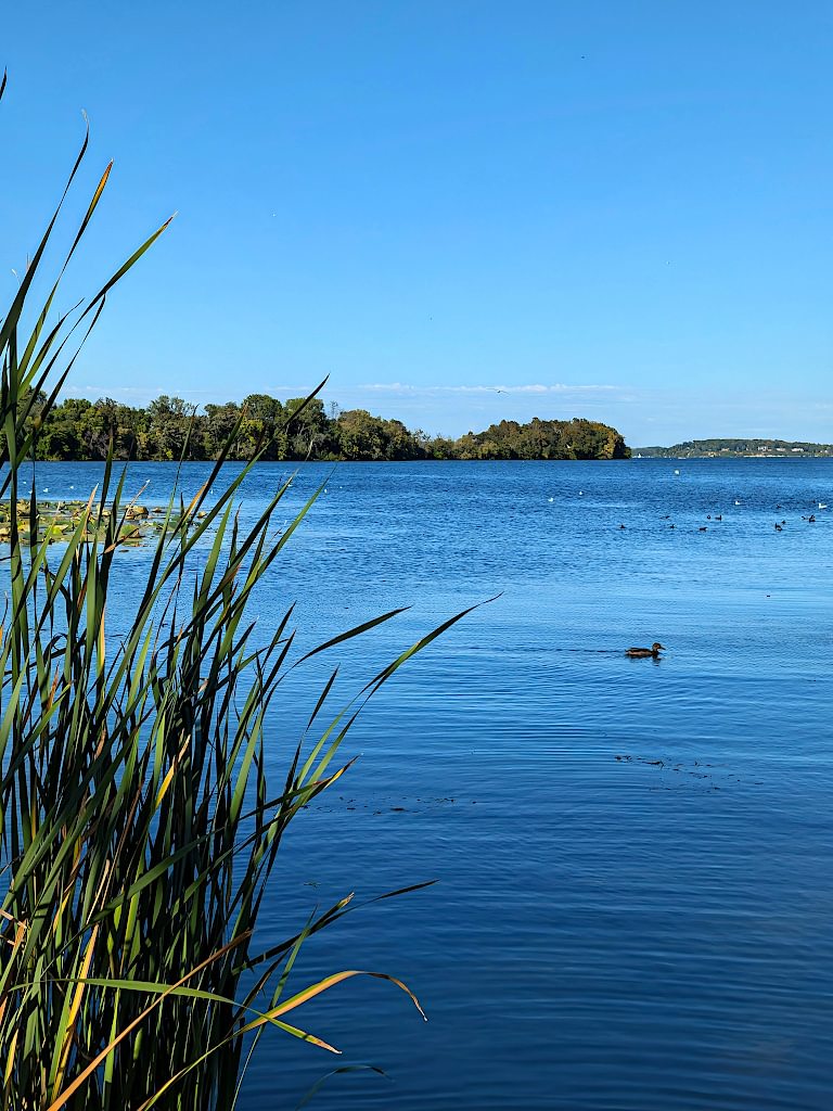Deep blue water of a lake under a blue sky. A duck is swimming in the lake next to some tall reeds and a peninsula lined with trees is in the background.