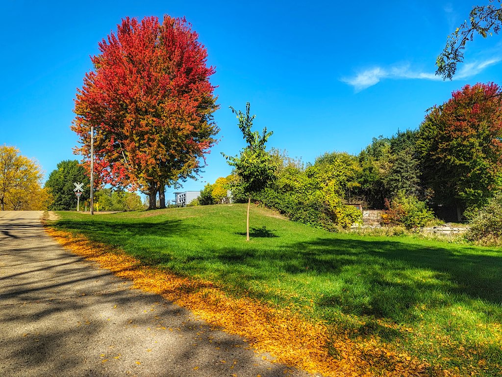 A maple tree with red leaves along side a paved path. Green grass is in the foreground and fallen yellow leaves have collected on the side of the path.