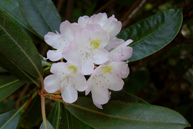 Rhododendron