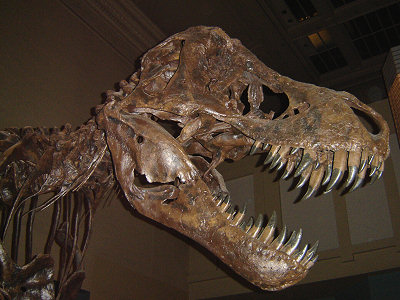 Tyrannosaurus Rex skeleton