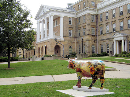 cow at Bascom Hall