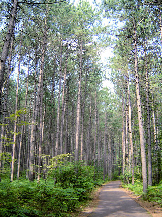 Bicycle trail through forest of pine trees