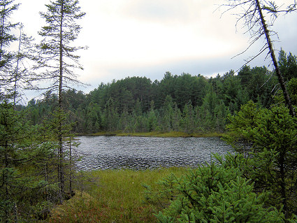 Secluded pond in the forest