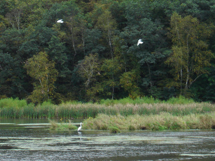 Swans at Yellowstone Lake