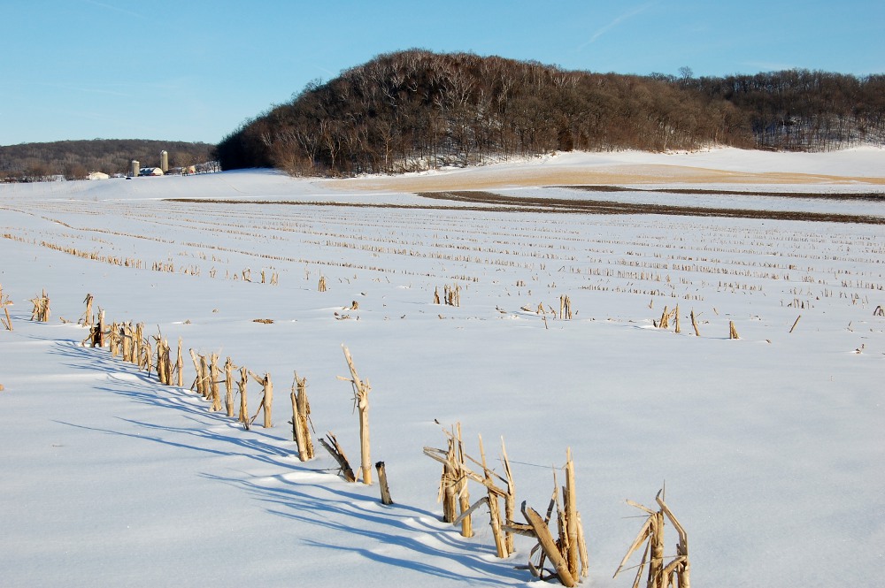 snow covered corn field