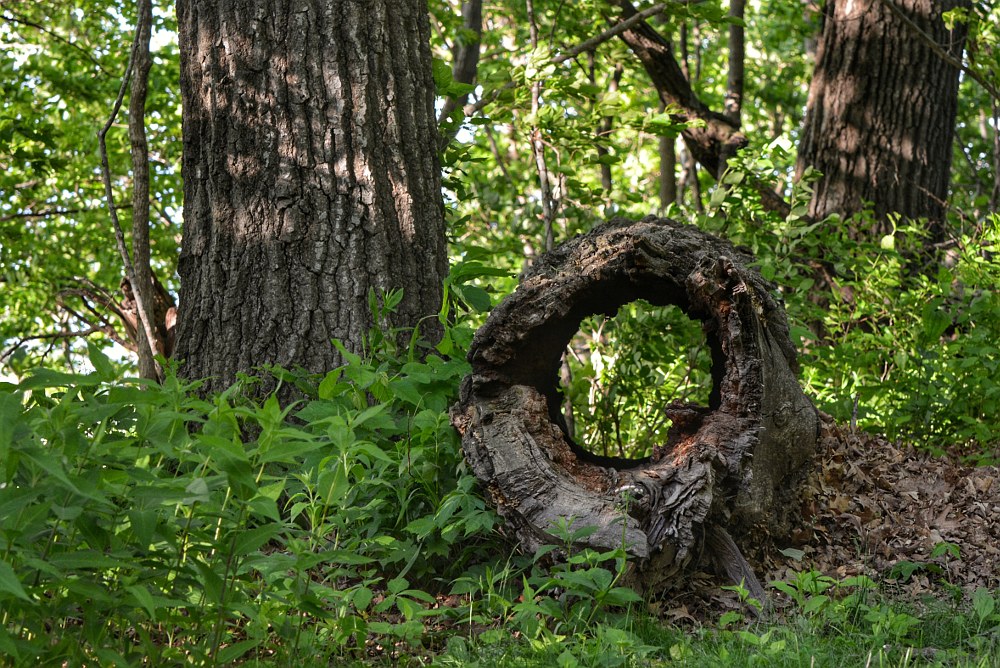 end view of a hollow tree laying on the ground