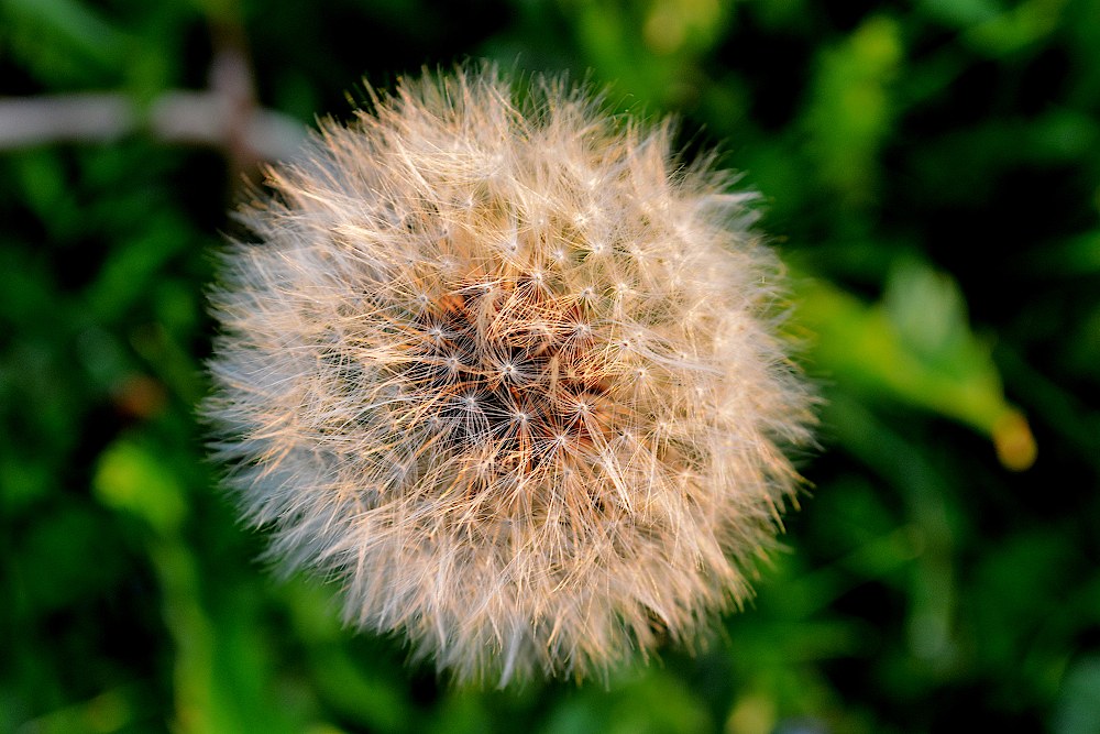 Top view of a dandelion blossom, gone to seed
