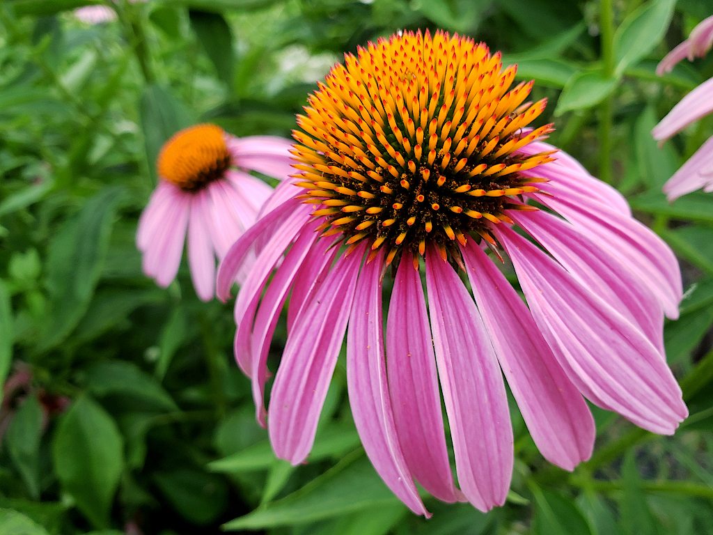 Close up of a coneflower showing details of the flower�s head