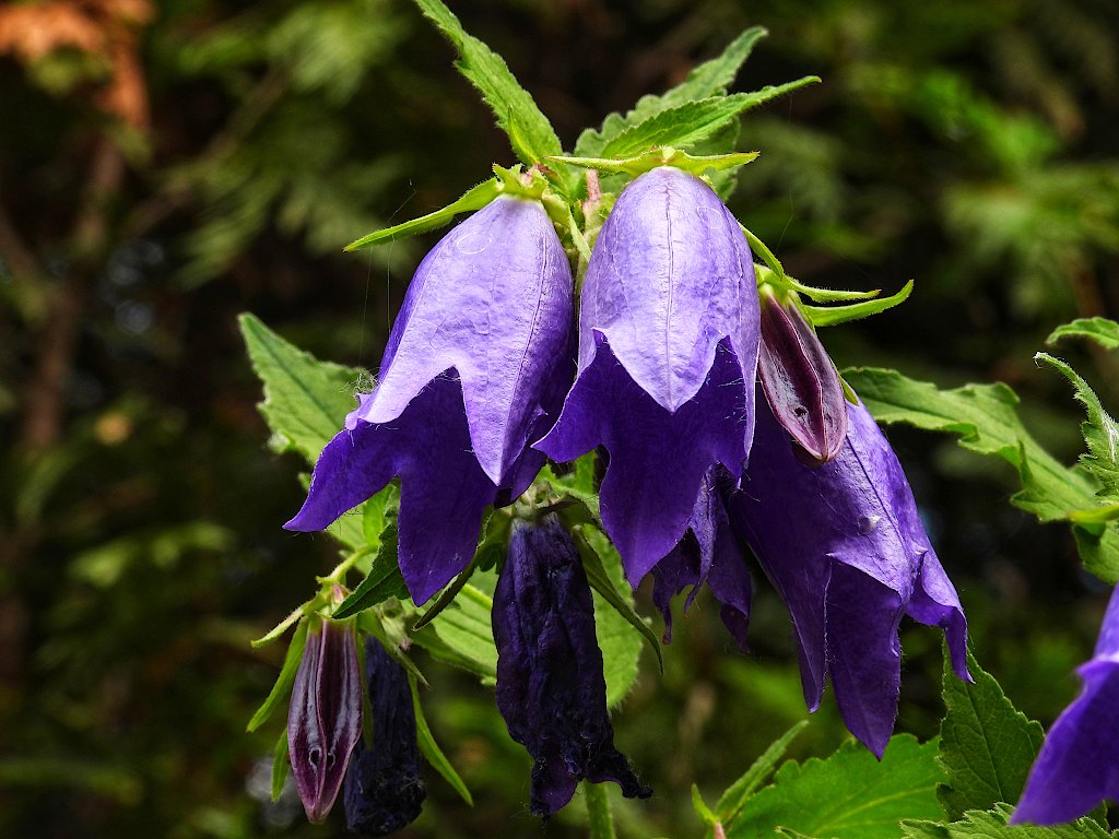 Dark blue, bell shaped blossoms hanging from a vine