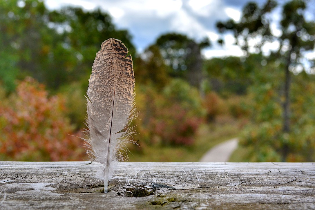 feather stuck in the railing of a tower overlooking a trail