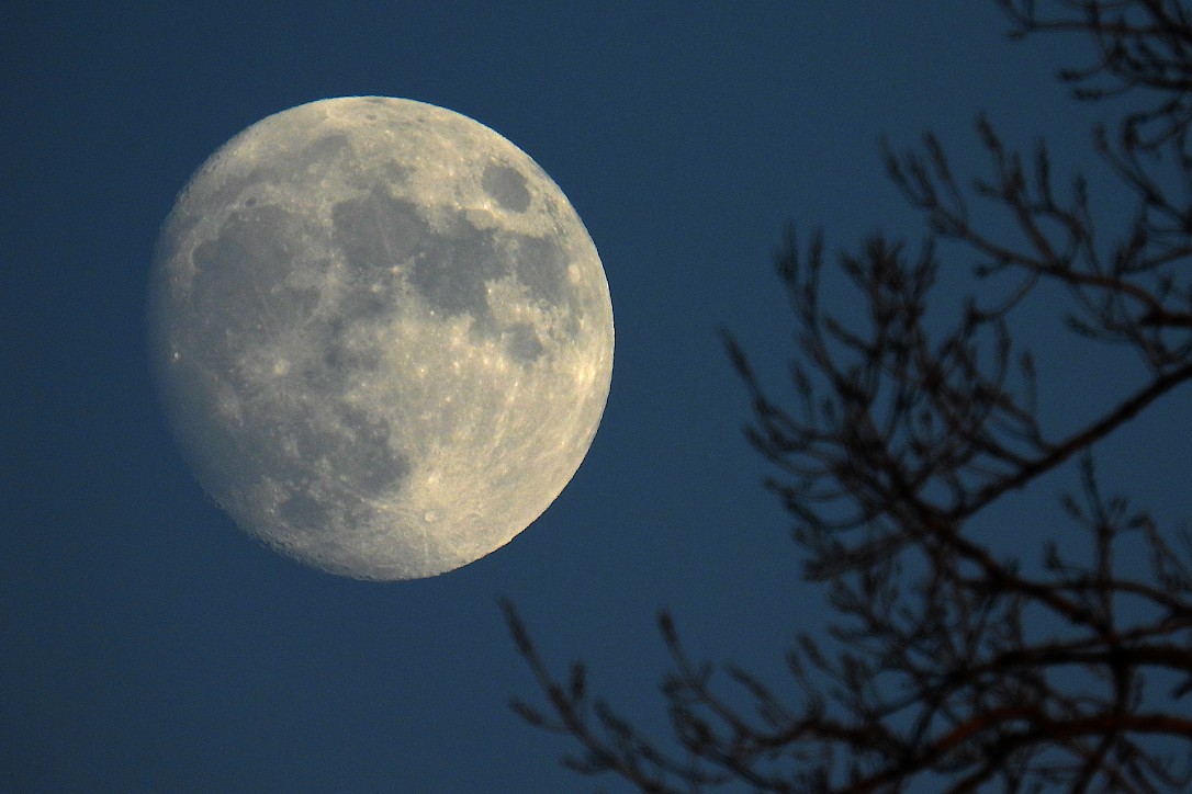 An almost full moon in darkening skies next to some tree branches