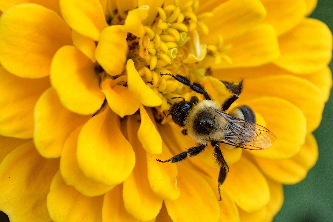 Close up of a bee gathering nectar from the center of a bright yellow flower