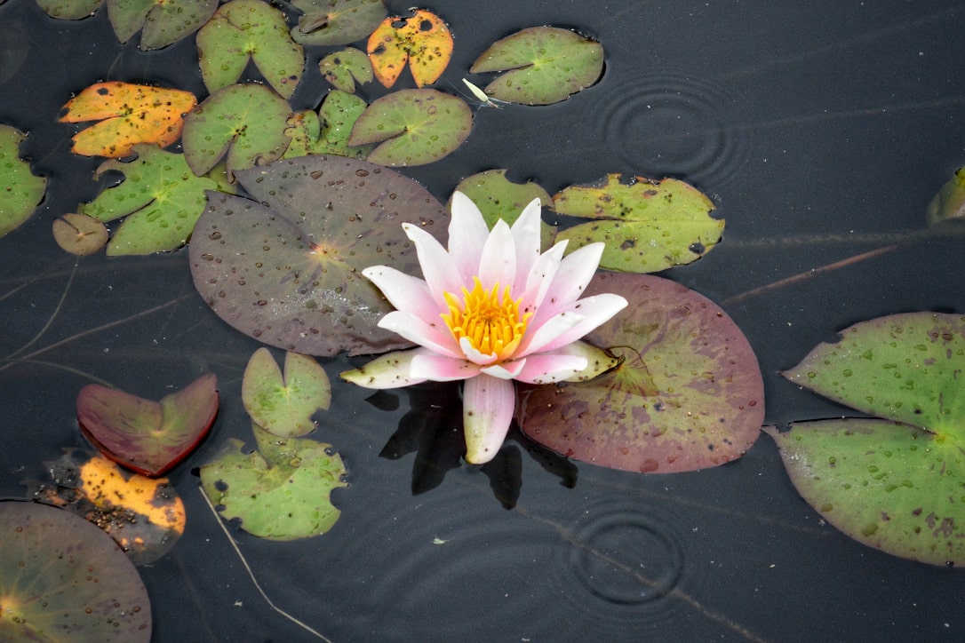 Lotus flower in the middle of a lily pad pond with rain lightly splashing the water