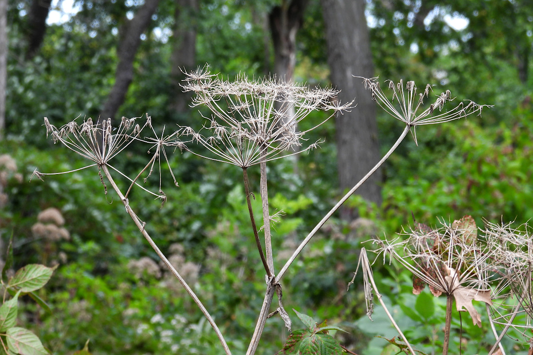 Dried stems and structures of flowers after the petals have died and fallen away, standing in a forest.