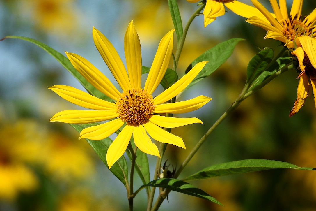 A flower with yellow petals and a yellow and brown speckled center