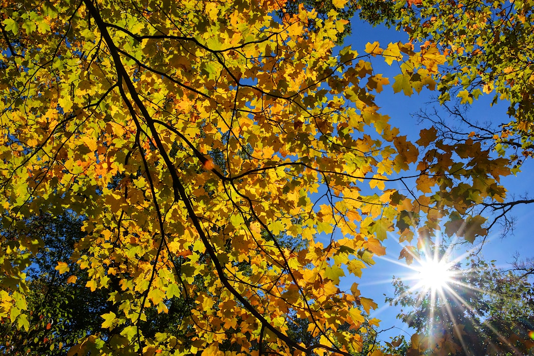 A large maple tree branch filled with yellow leaves. They are backlit by the sun, which is shining in the corner of the photo.