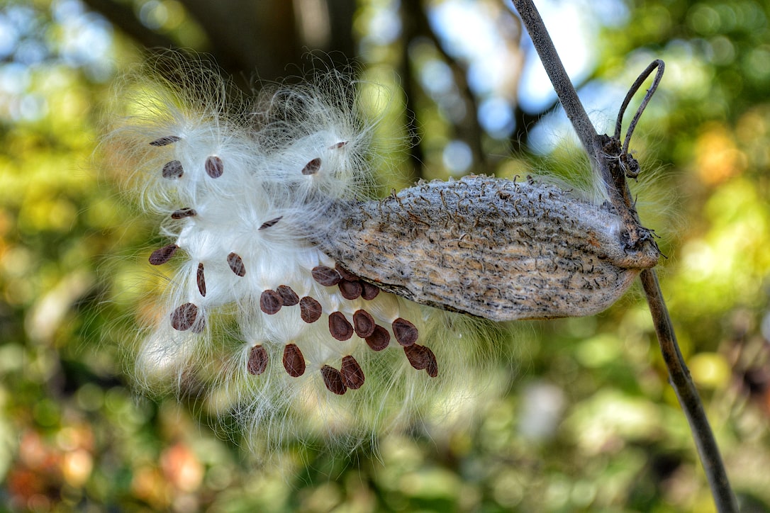 Close up of a milkweed seed pod with several dozen fluffy seeds coming out of the end.