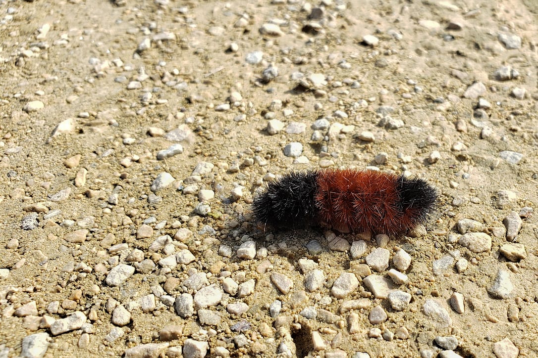 Black and brown caterpillar crawling across a gravel trail