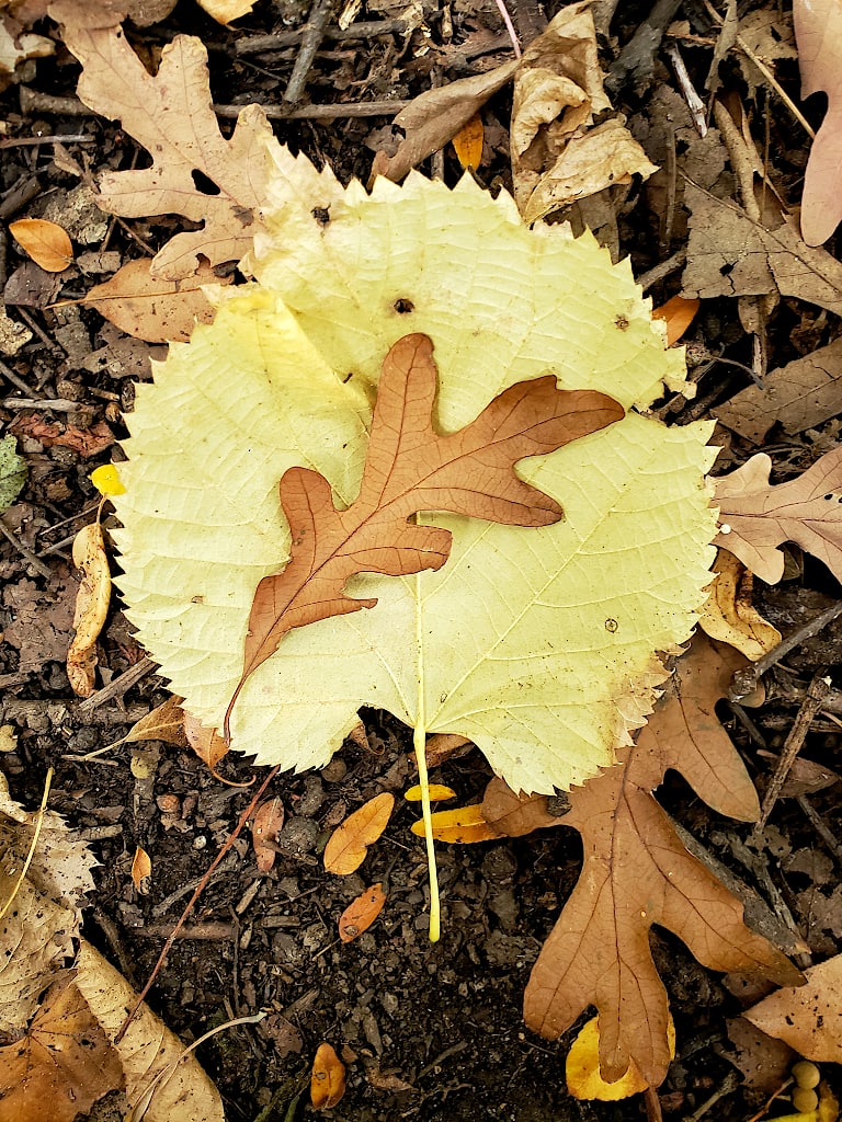 A brown oak leaf centered on top of a large yellow basswood leaf, laying on the ground among other oak leaves.