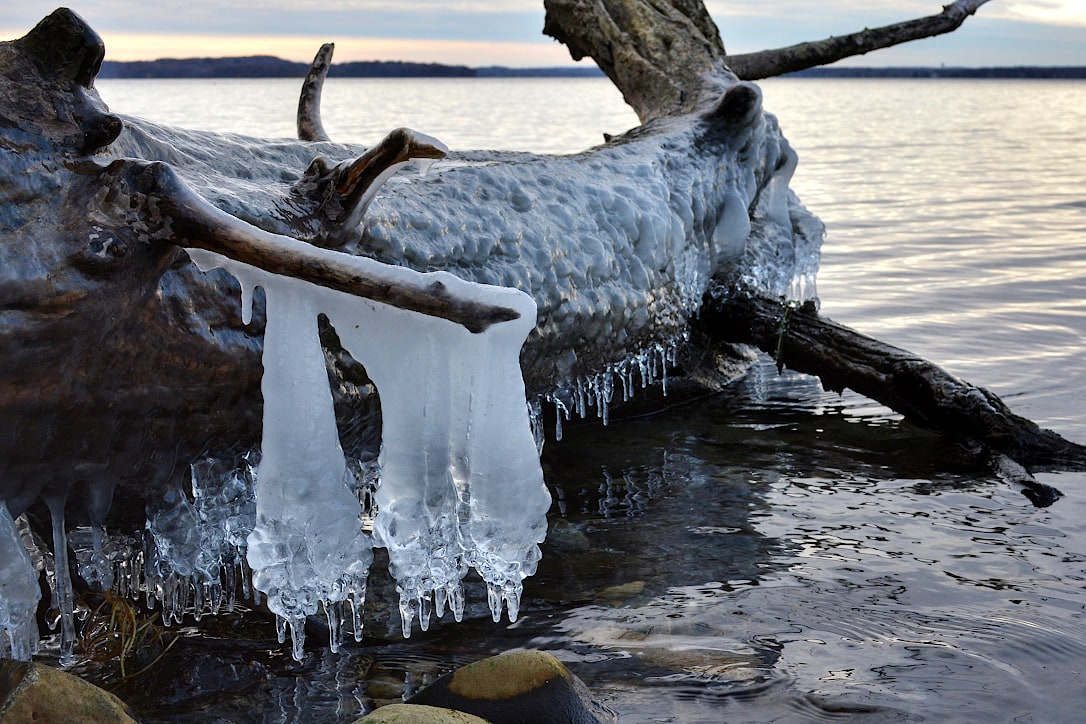 A fallen tree on the shore of a lake that isn't frozen. It's covered with a layer of ice. The bottom side of the tree is lined with icicles above the water.