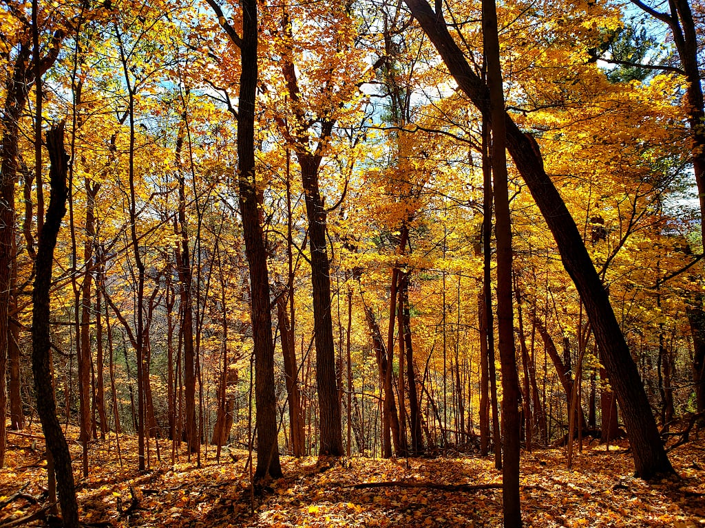 A forest of yellow and orange maple trees, backlit by the sun.