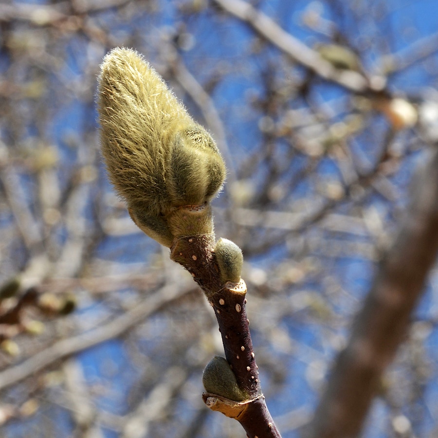 A large, fuzz covered bud on the end of branch, in front of other empty branches.