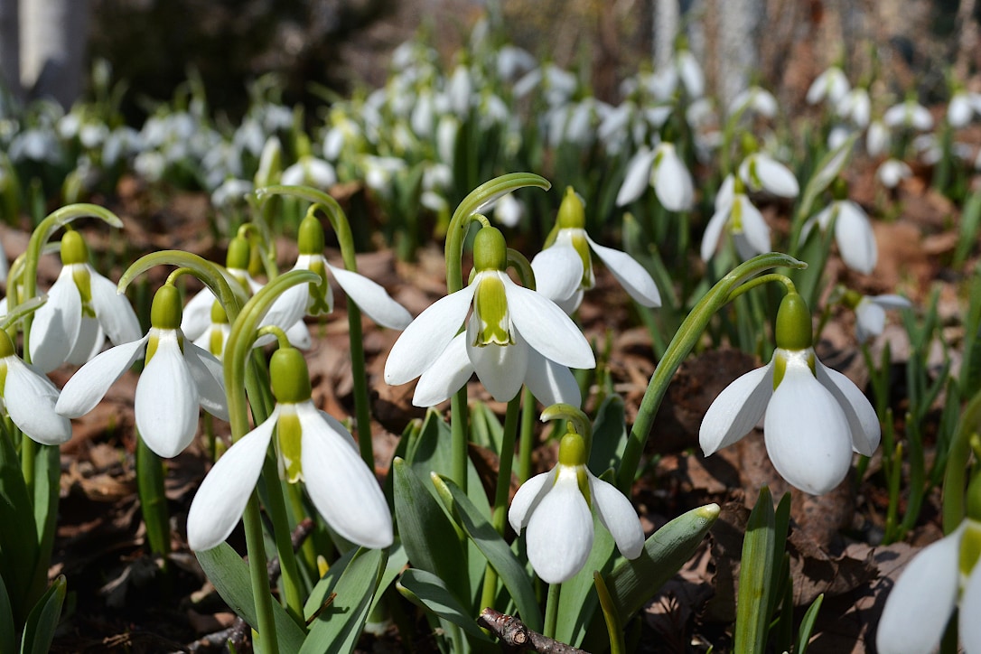 A large group of snowdrop blossoms.
