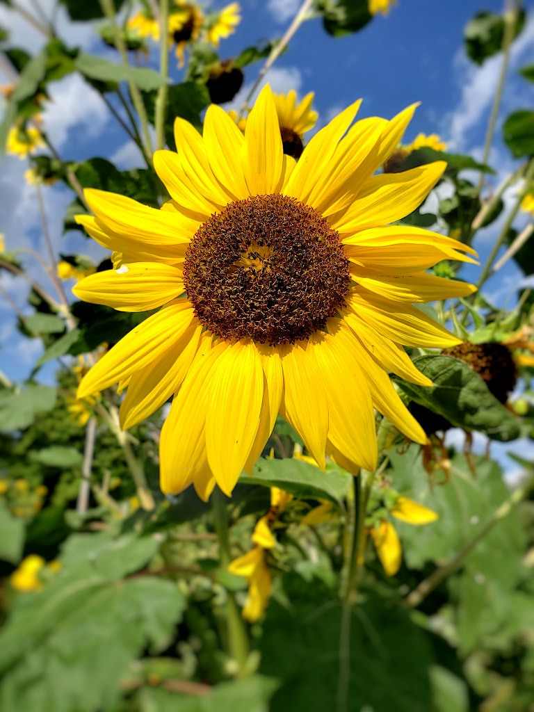 Closeup of a large sunflower blossom in the middle of a sunflower patch