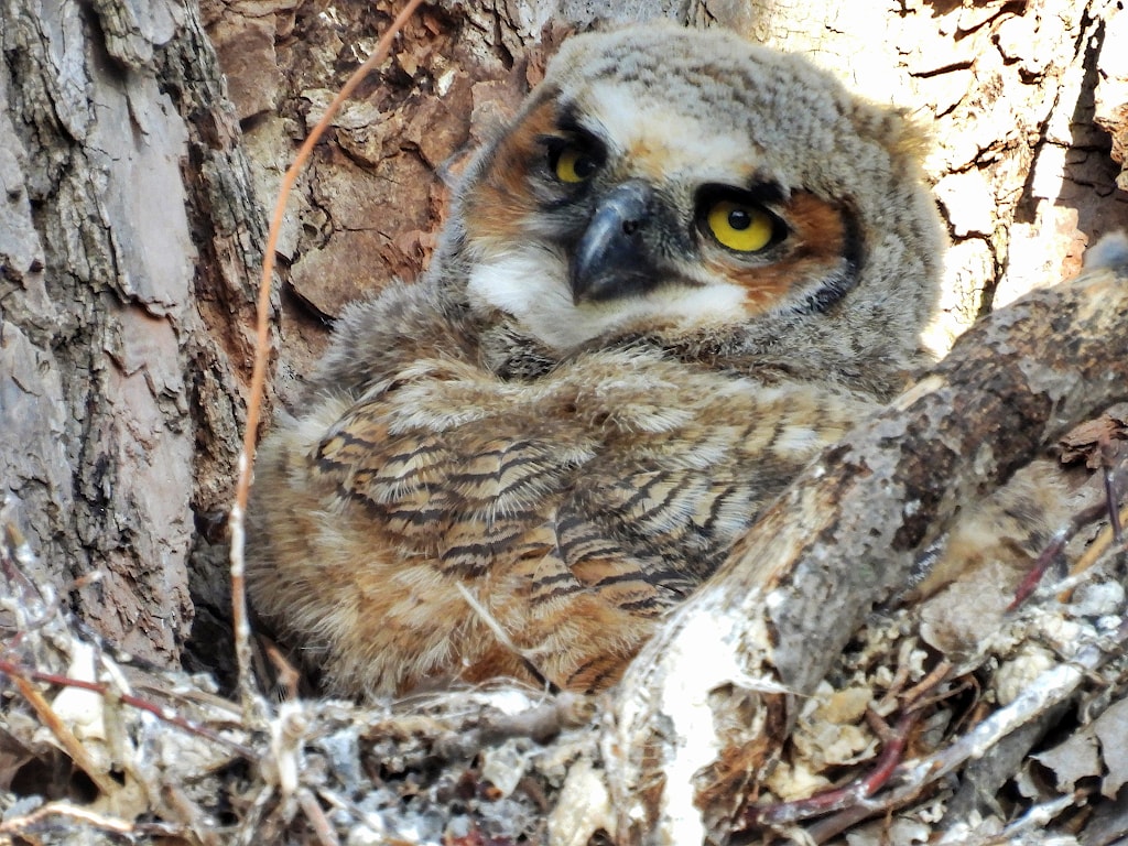 An owlet sitting in a nest, which is in the crook of a tree.