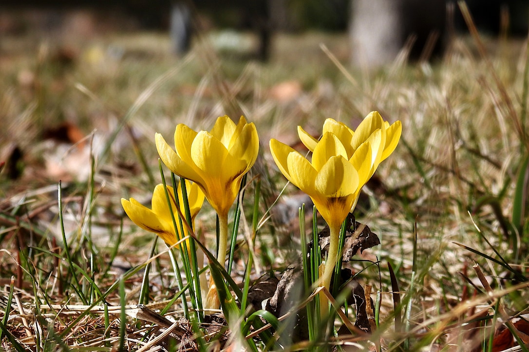 Four small yellow flowers grow out of the ground along with a few chutes of grass.