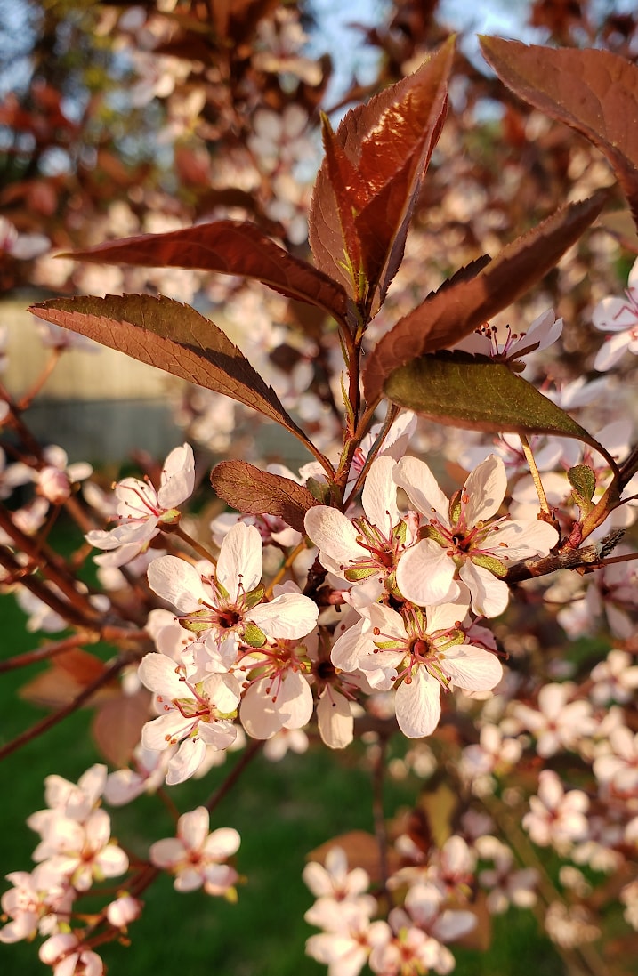 Cluster of very small, white and pink blossoms on a shrub with reddish leaves.