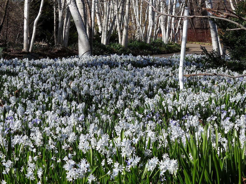 Garden area covered with small white and light blue flowers. A path and some birch trees are in the background.