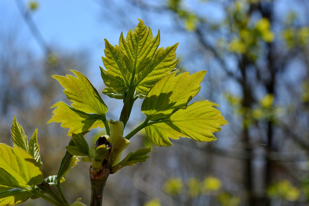 A cluster of tiny, new maple leaves, growing on the end of a branch.