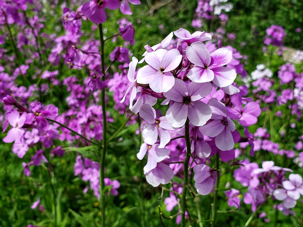 Close up of white blossoms with purple accents, in a field of similar purple flowers.